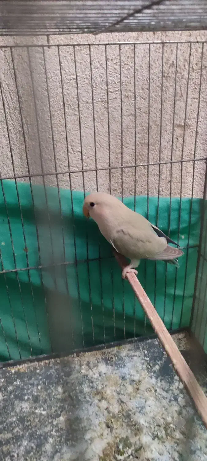 پرنده طوطی برزیلی و فنچ|پرنده|زرندیه, |دیوار