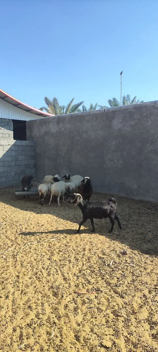 گوسفند|حیوانات مزرعه|ارزوئیه, |دیوار