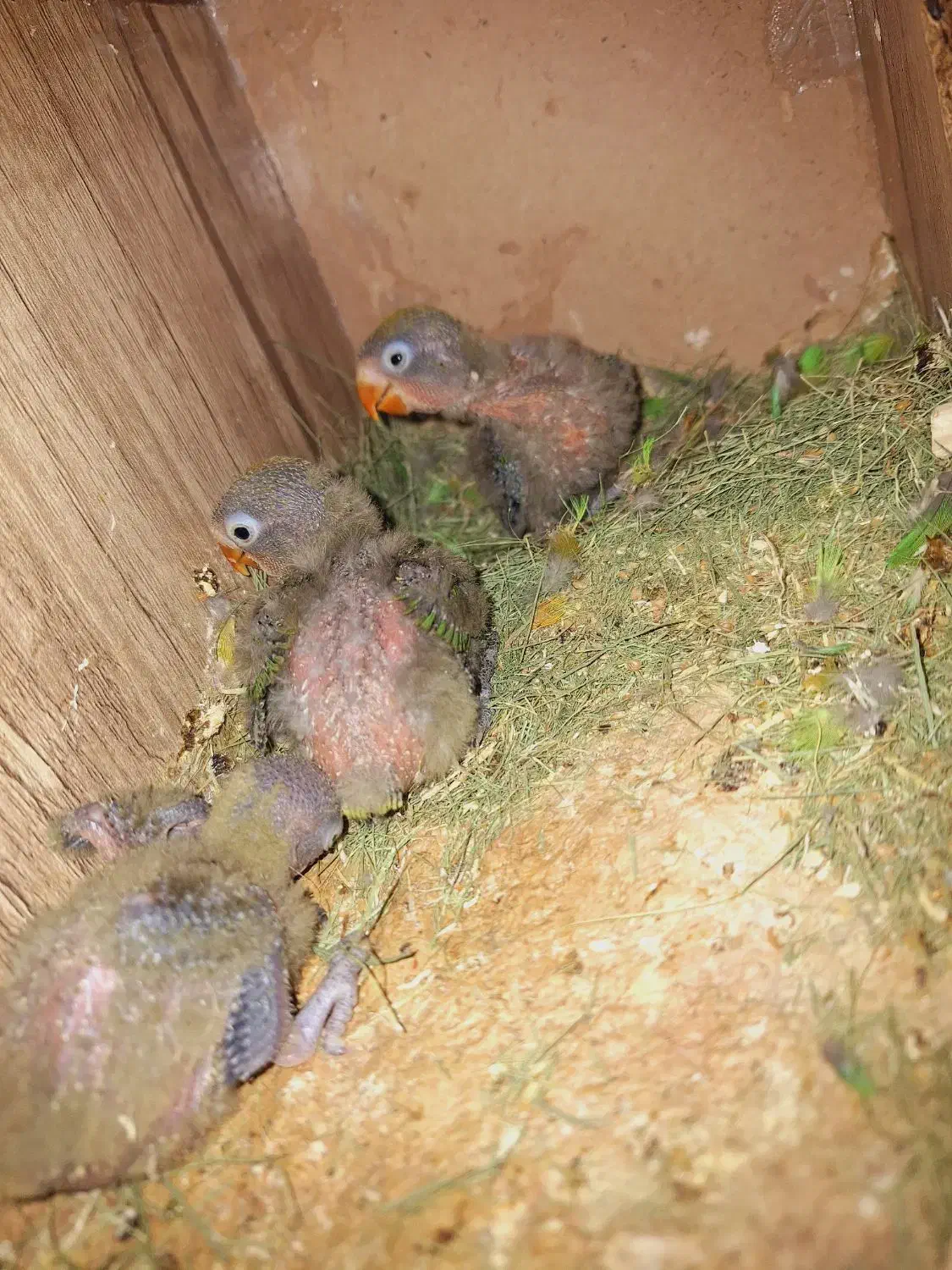 طوطی کتوله|پرنده|ماهان, |دیوار