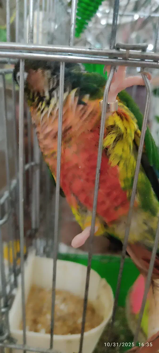 گرینچیک با کلیه لوازم و قفس به قیمت توافقی|پرنده|قم, نخودی|دیوار