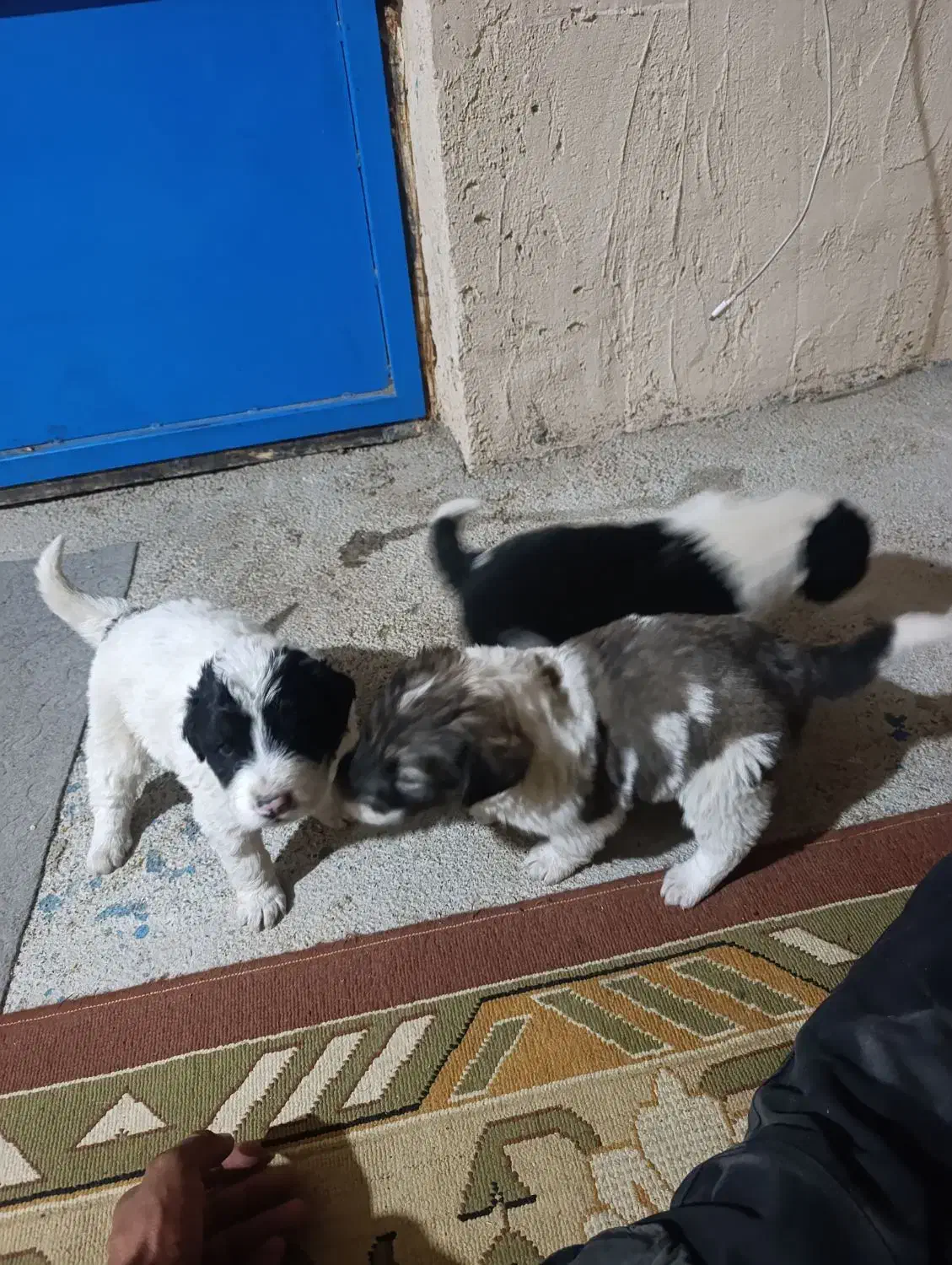 توله سگ قهدریجان|سگ|آباده, |دیوار