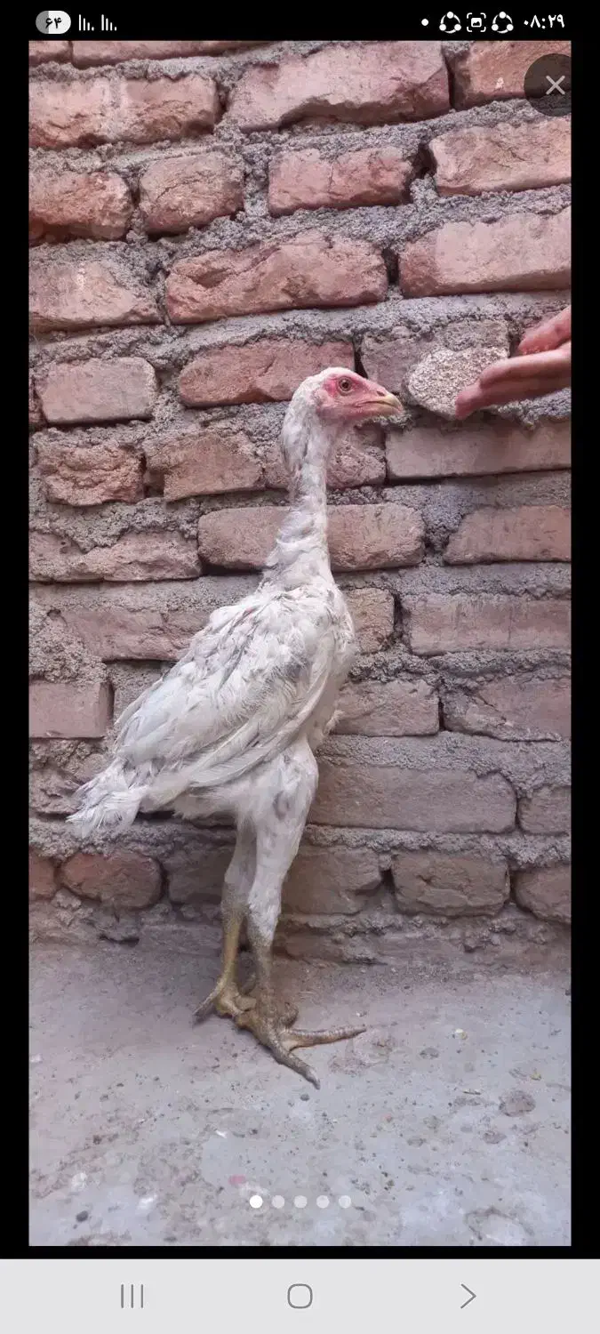 لاری|حیوانات مزرعه|اهر, |دیوار