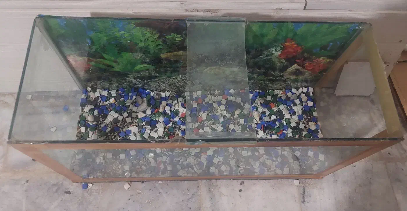 اکواریوم|ماهی|زاهدان, |دیوار