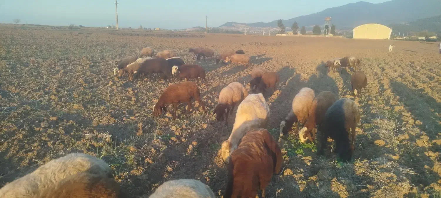 ۲۰عدد گوسفند|حیوانات مزرعه|خان ببین, |دیوار