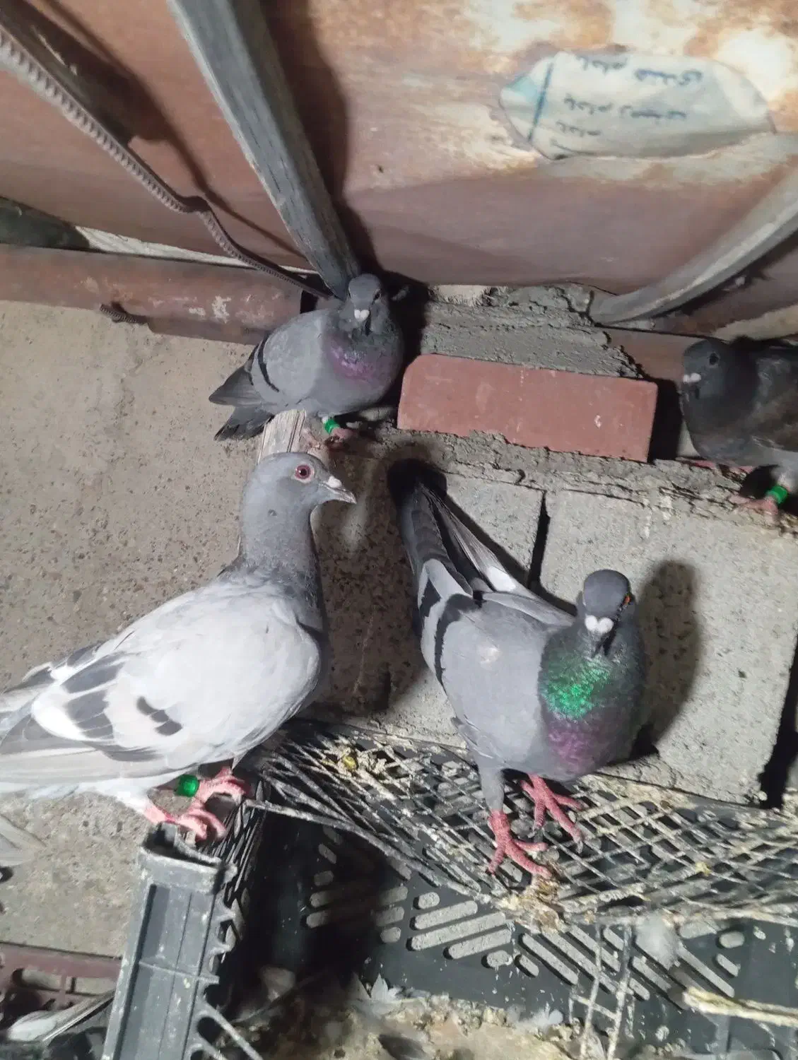 کبوتر پلاکی چند نژاد خوب کسی خواست درخدمتم|پرنده|منوجان, |دیوار