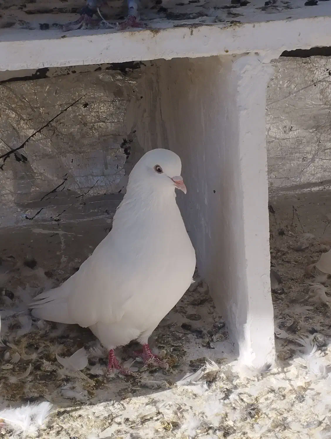 یک عدد ماده سفید مخصوص جفت گاه|پرنده|رامیان, |دیوار