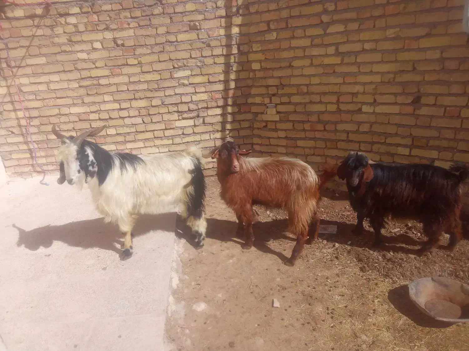 بزنر|حیوانات مزرعه|قیدار, |دیوار