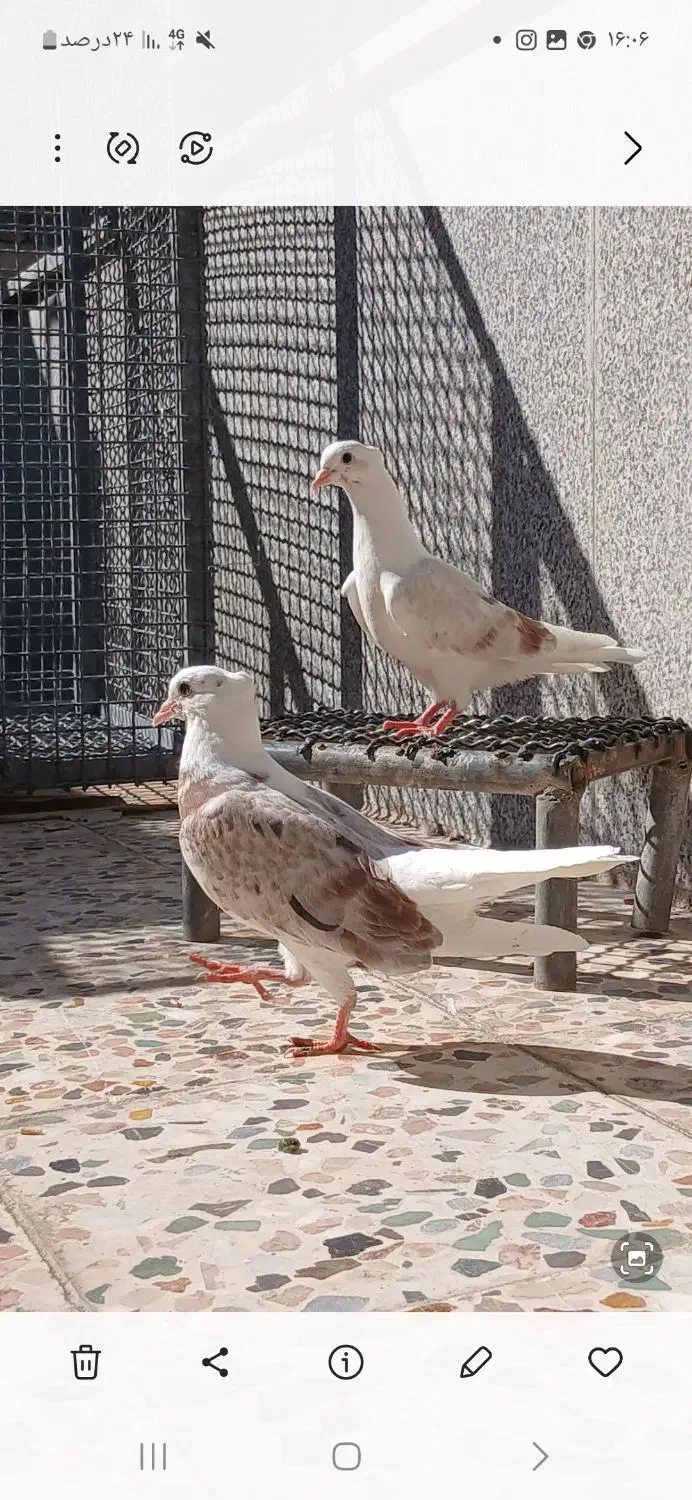 جوجه خوشونه اصیل|پرنده|خرمآباد, |دیوار