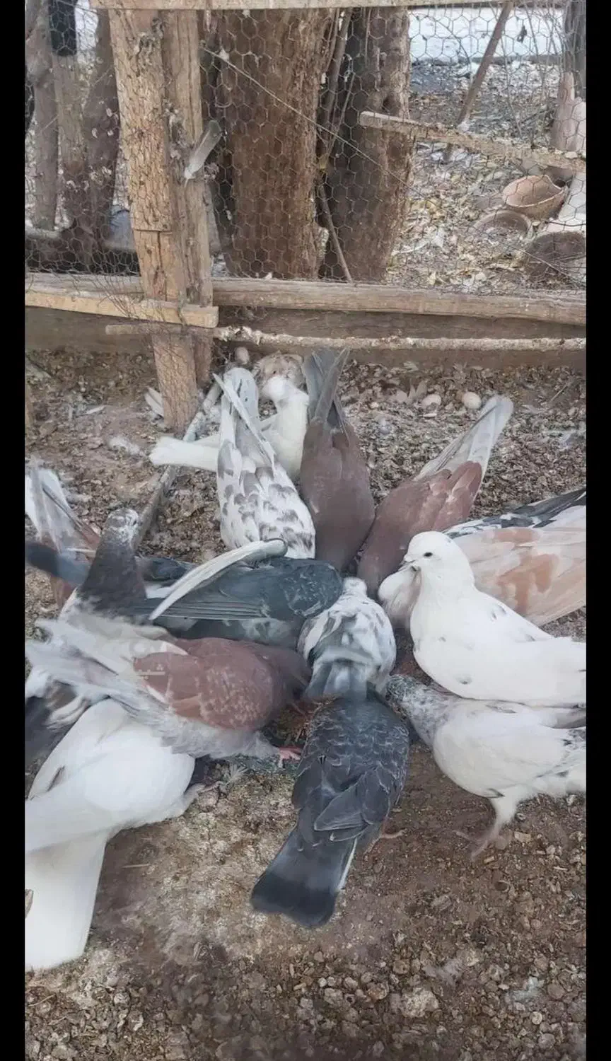 کبوتر|پرنده|گلپایگان, |دیوار