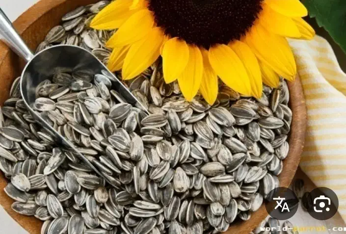 تخمه s400ریز برای طوطی|لوازم جانبی حیوانات|خوی, |دیوار