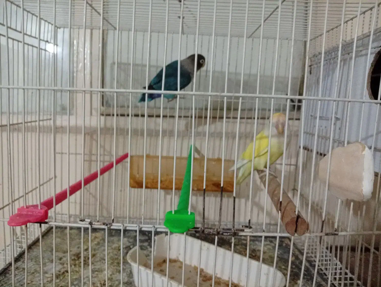 یک جفت کوتوله با تخم|پرنده|مشهد, ابوذر|دیوار