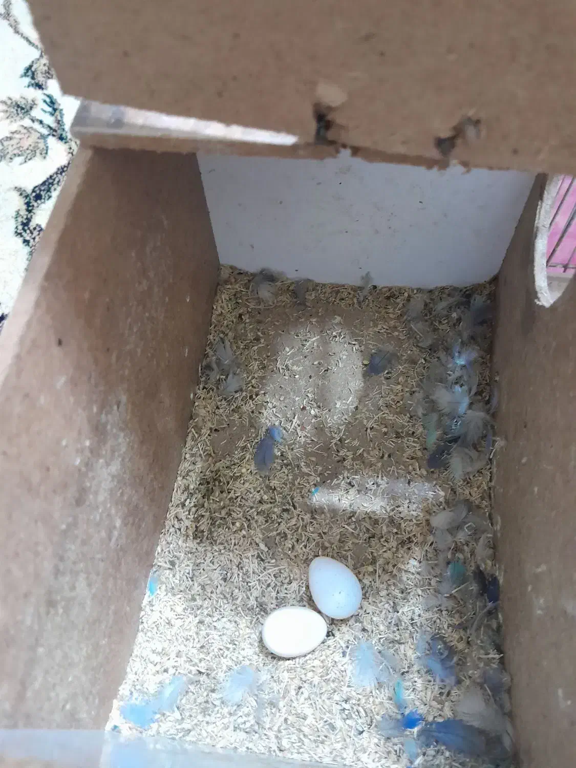 پرنده|پرنده|شیراز, میرزاکوچک خان|دیوار