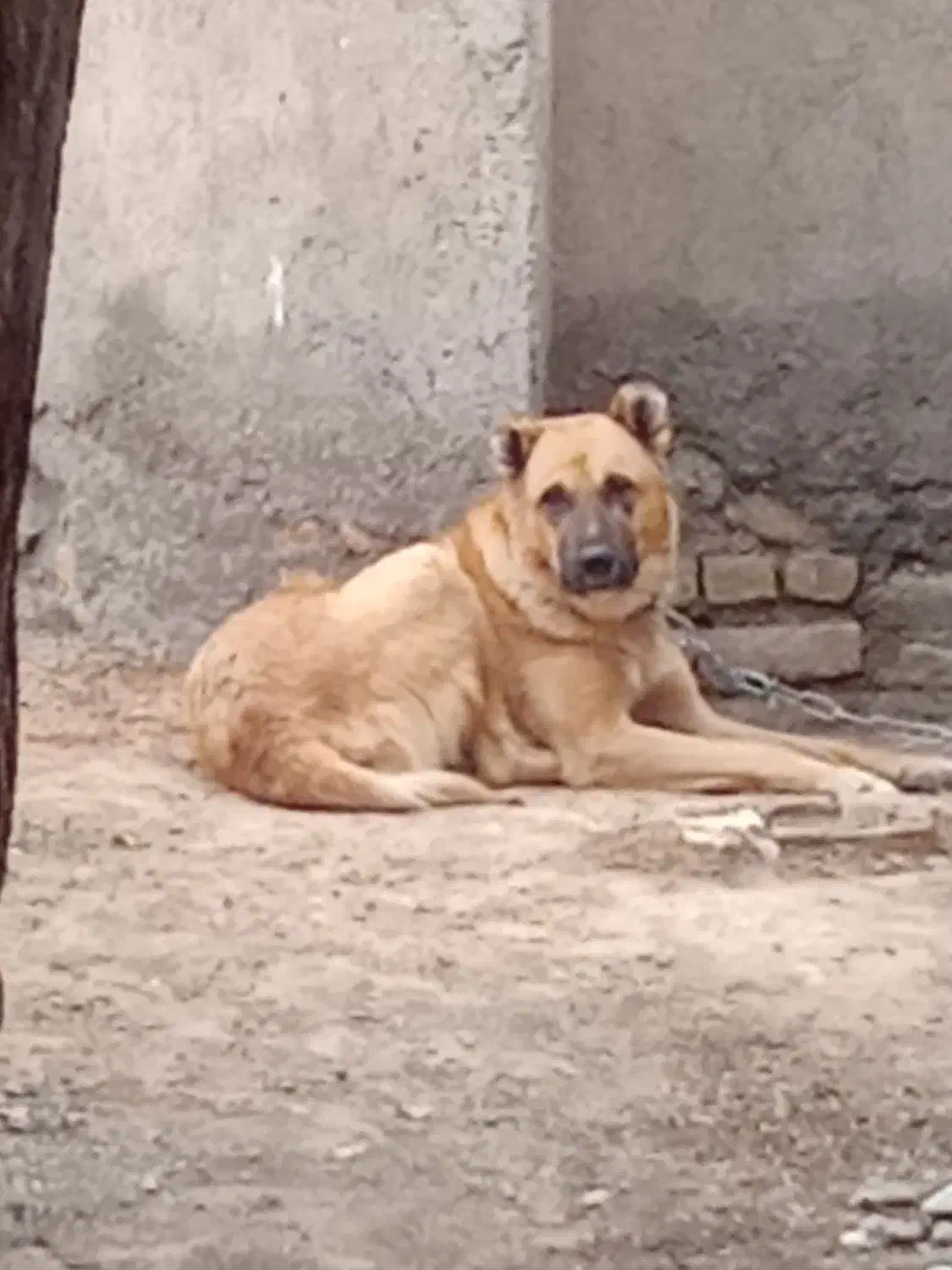 با سلام سگ سرابی ۱۶ ماهه|سگ|مشهد, طرق|دیوار