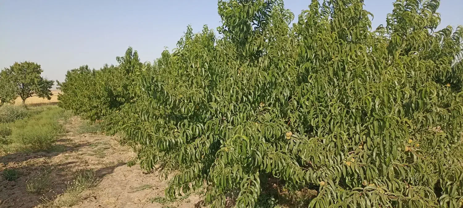 1000 متر باغ در فریمان|فروش دفتر صنعتی، کشاورزی، تجاری|فریمان, |دیوار