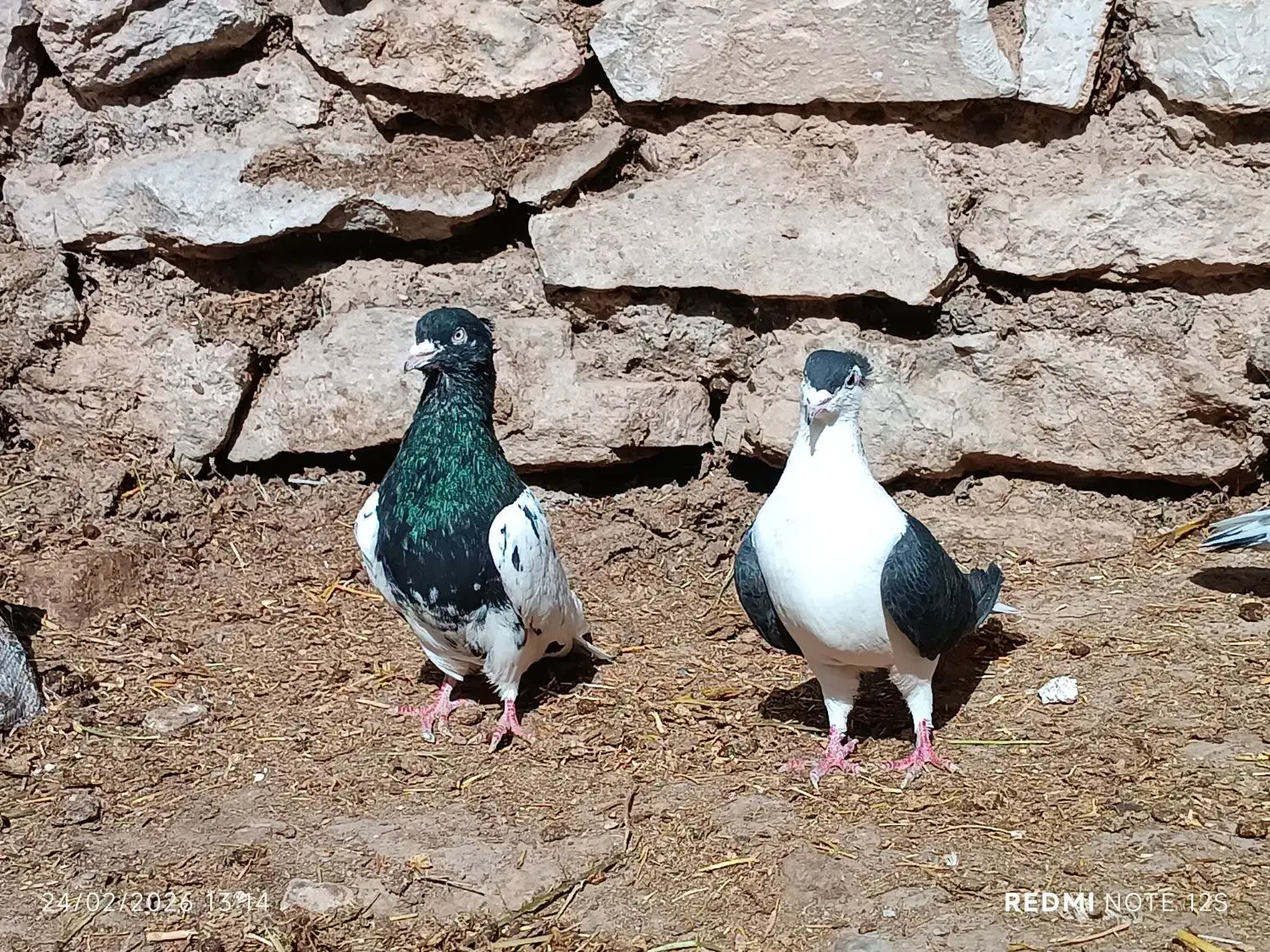 کفتر|پرنده|چناران, |دیوار