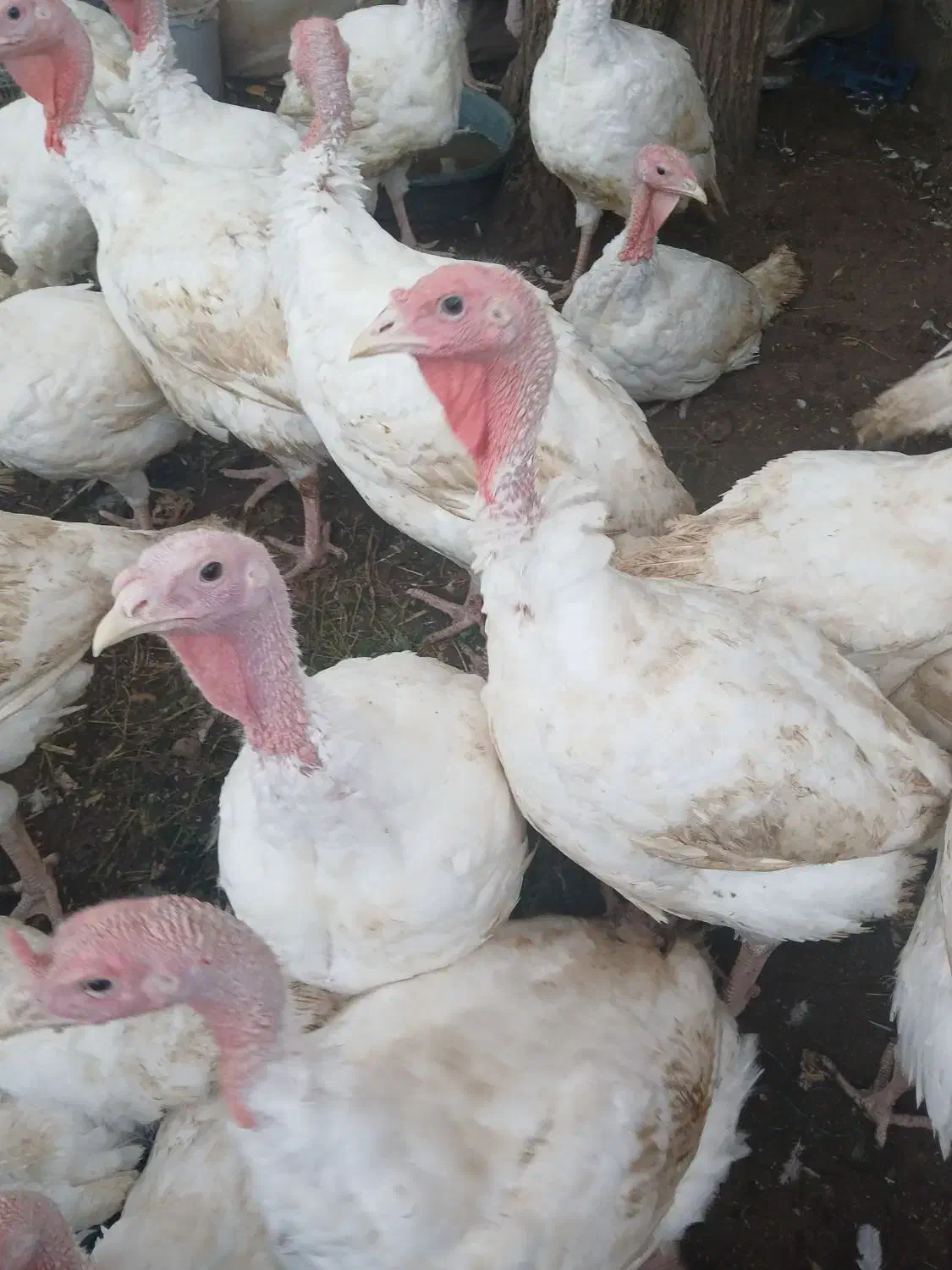 بوقلمون|حیوانات مزرعه|لنگرود, |دیوار