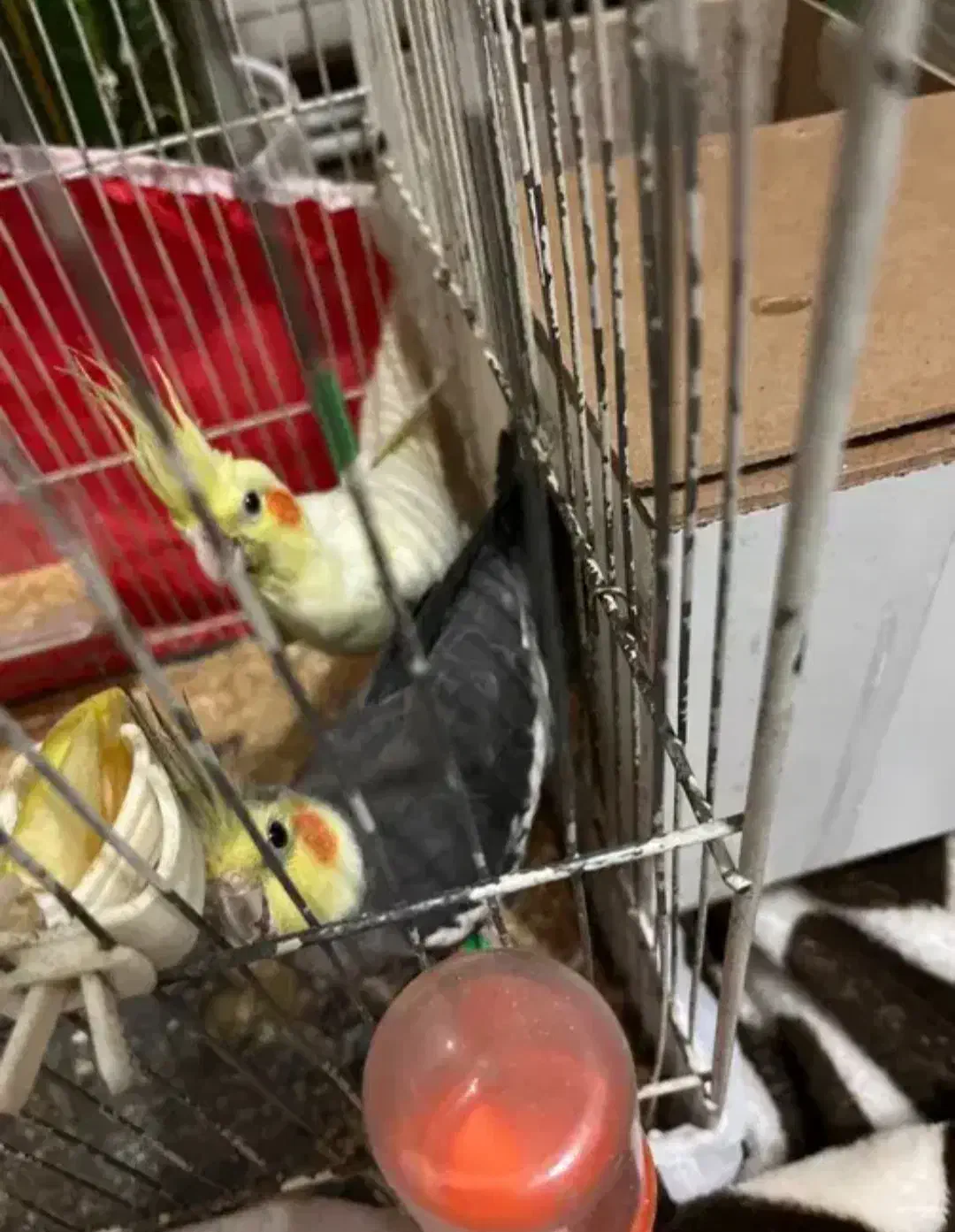 پرنده|پرنده|ایرانشهر, |دیوار