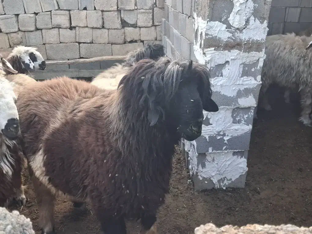 گوسفند قوچ بره کوهه|حیوانات مزرعه|کامفیروز, |دیوار