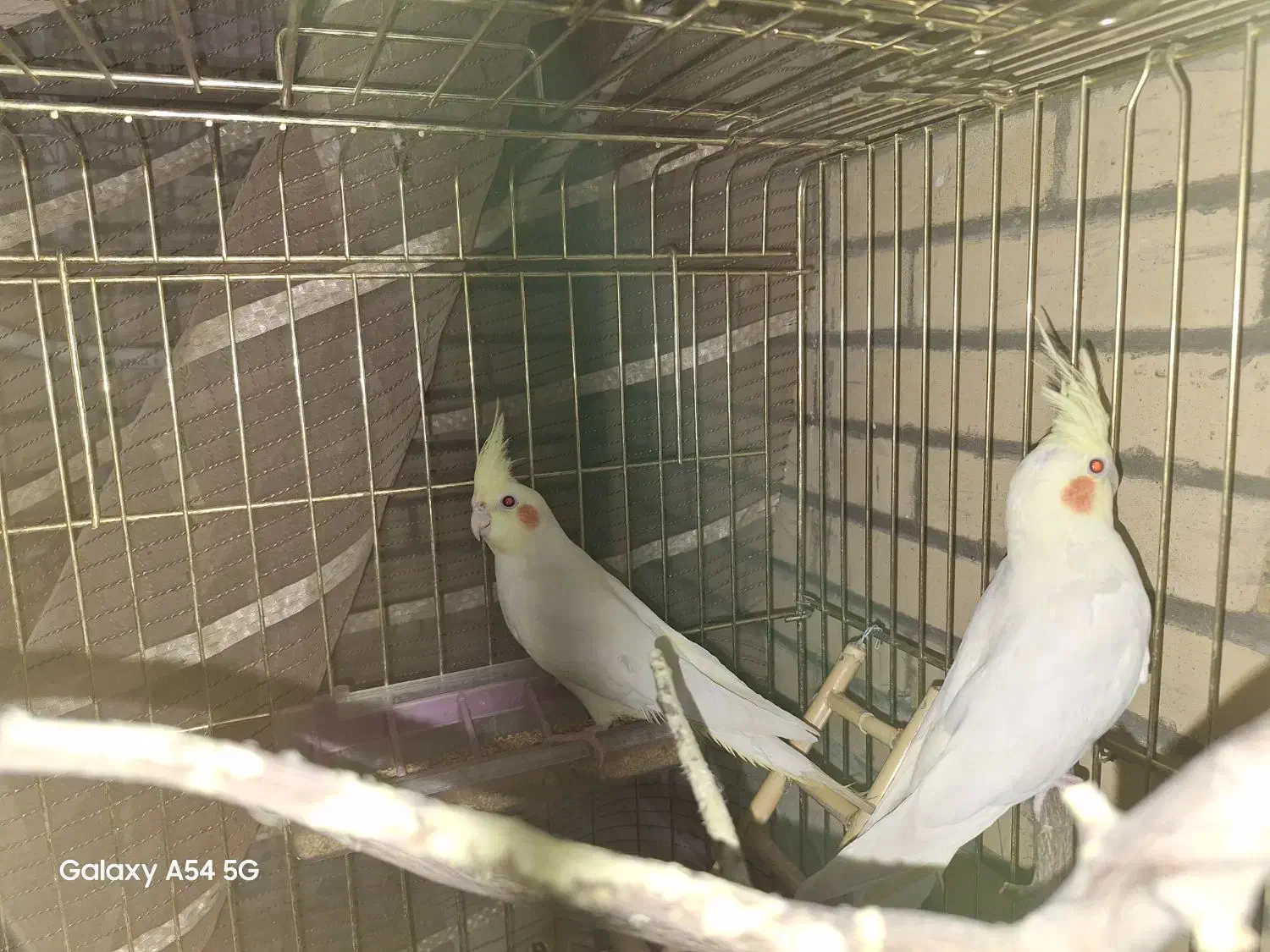 عروس هلندی لوتینو مولد|پرنده|طبس, |دیوار