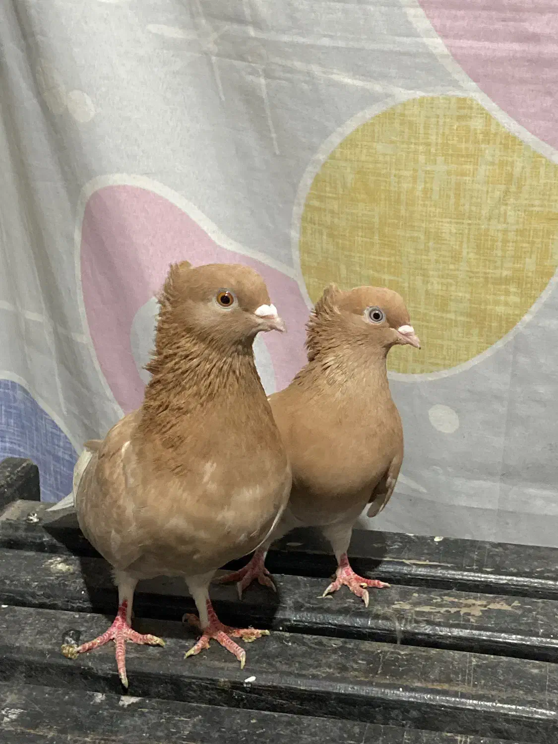 کبوتر زرد اجری|پرنده|پل سفید, |دیوار