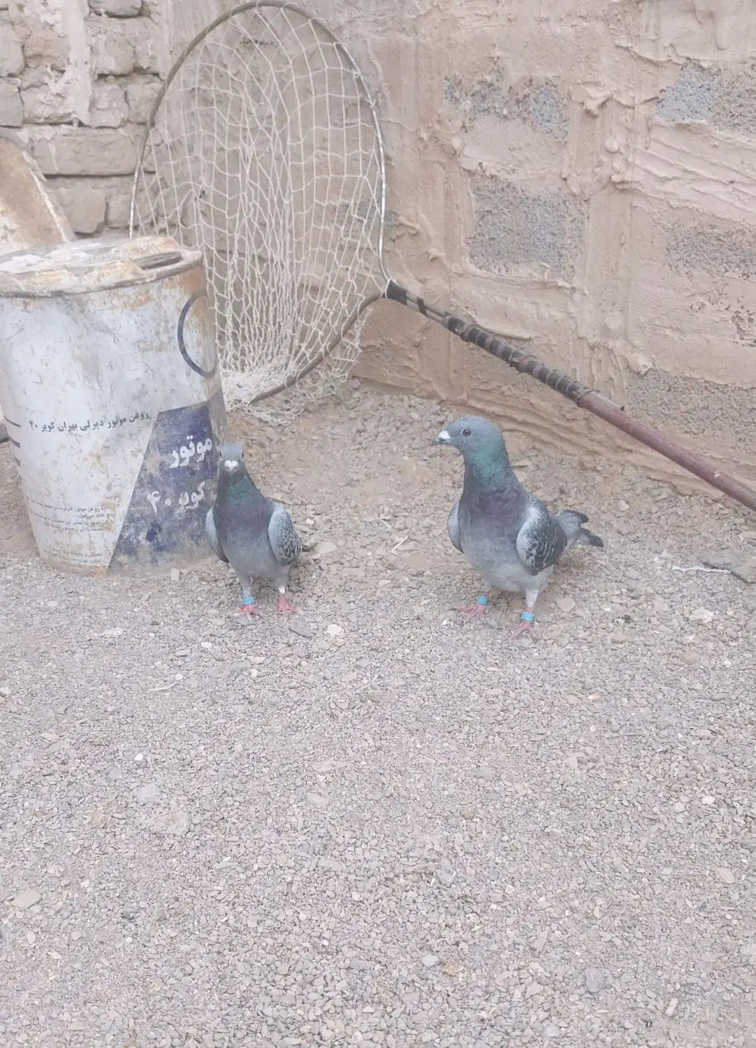 کبوتر نسل دار|پرنده|فردوس (خراسان), |دیوار