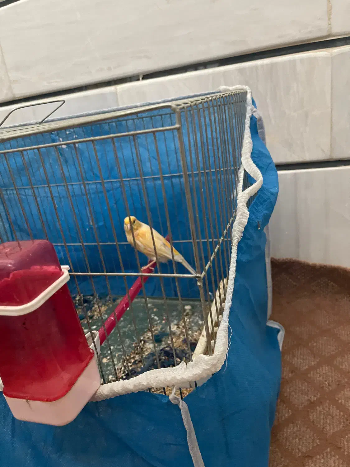 قناری ماده|پرنده|برخوار, |دیوار