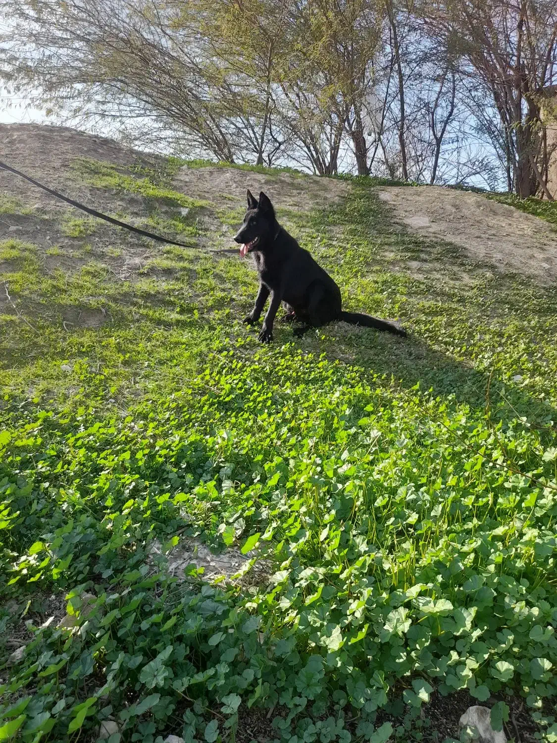 توله ژرمن بلک شولاین|سگ|اهواز, فرهنگ شهر|دیوار