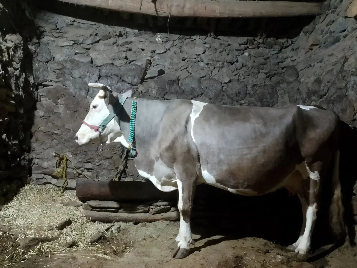 فروش گاو شیری سویسی|حیوانات مزرعه|کلاترزان, |دیوار