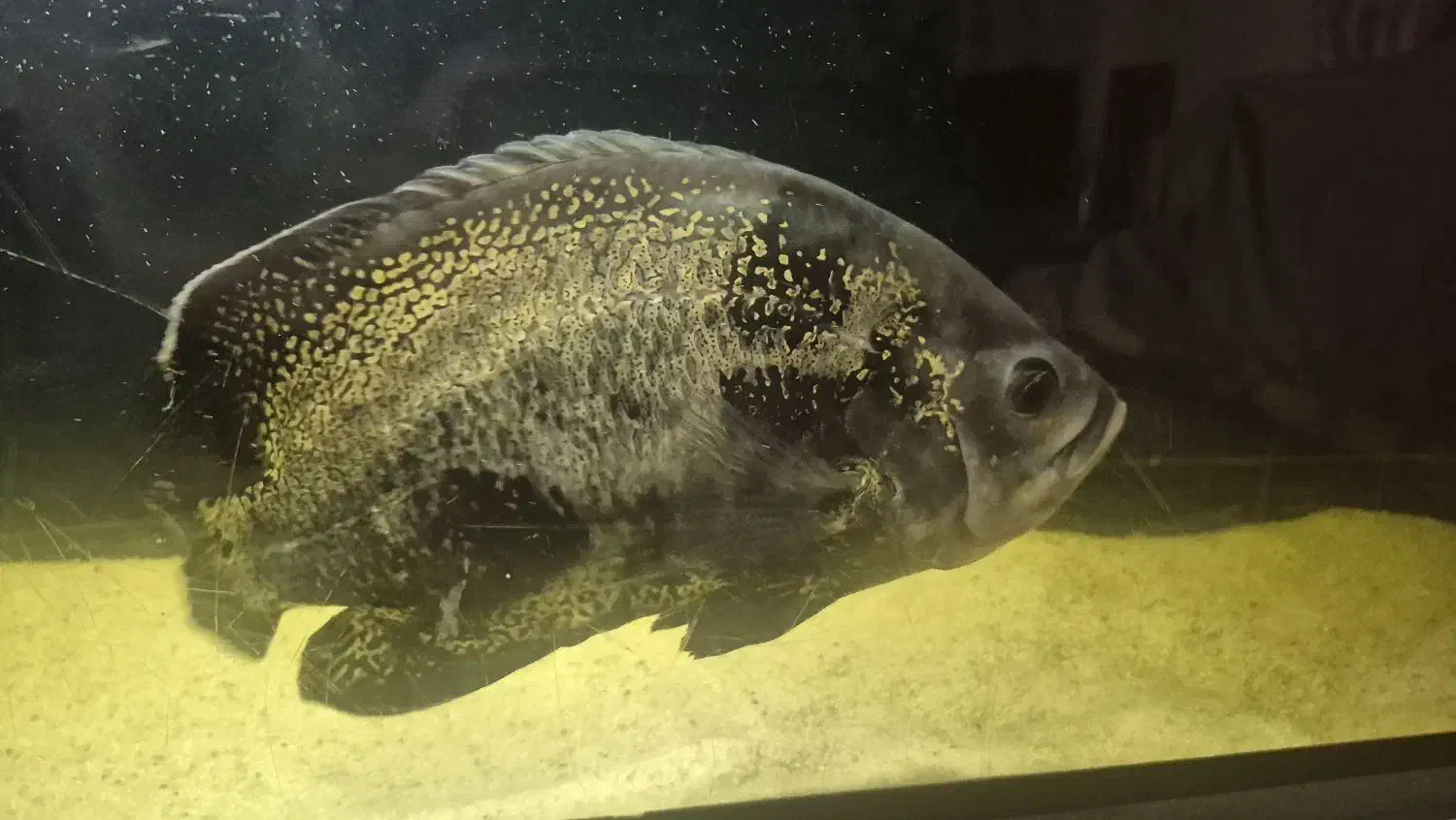 ماهی اسکار|ماهی|تهران, شهران جنوبی|دیوار