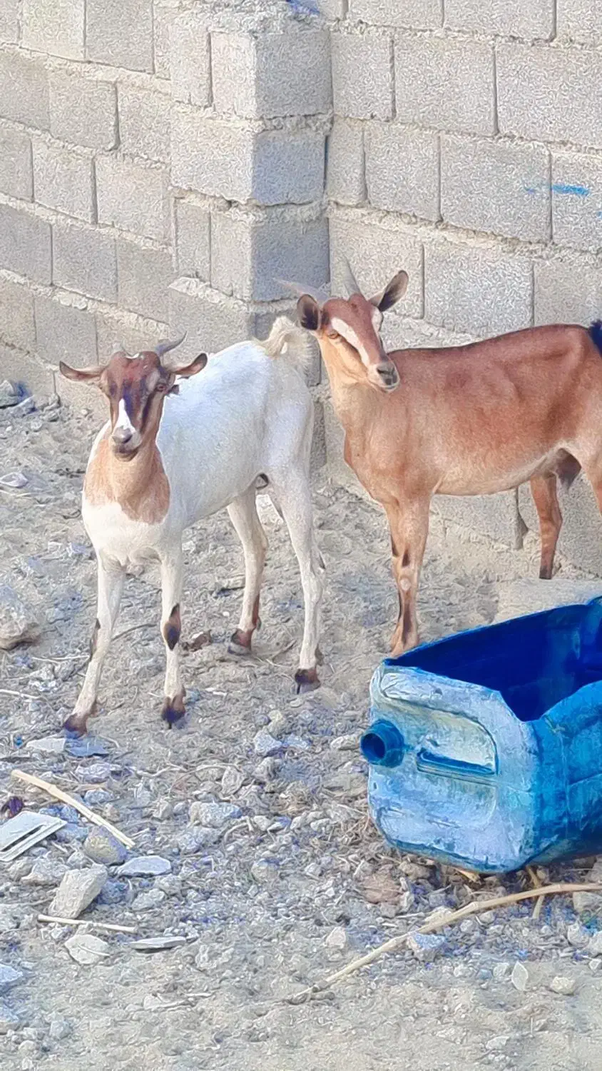 بز دوقلوزا|حیوانات مزرعه|چابهار, |دیوار