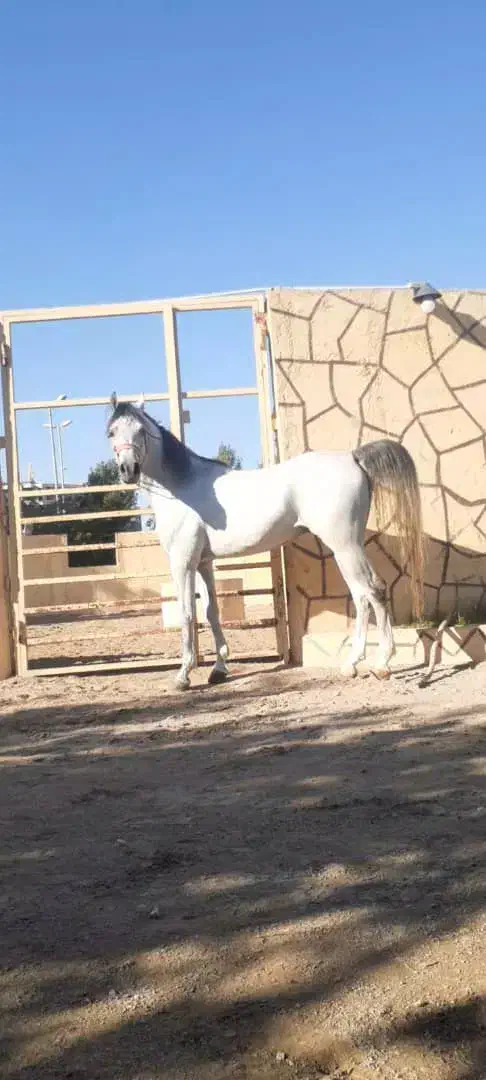فروش نریان ۴ ساله|اسب و تجهیزات اسبسواری|بندرعباس, |دیوار