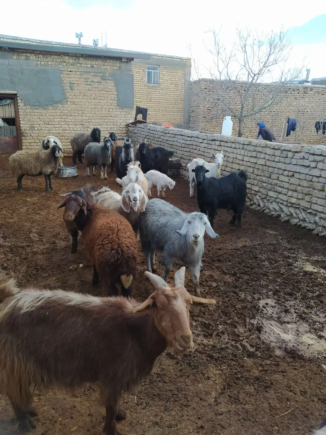 فروش بزابستن وکهره دار|حیوانات مزرعه|وردشت, |دیوار