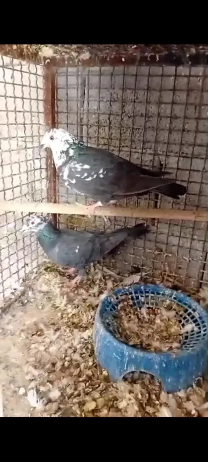 تعدادی کبوتر|پرنده|فیروزآباد (فارس), |دیوار