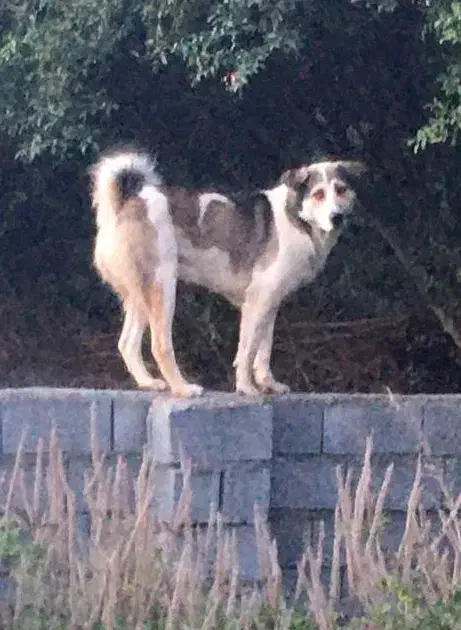 گمشده  به یابنده مژدگانی داده می شود|سگ|گرگان, |دیوار