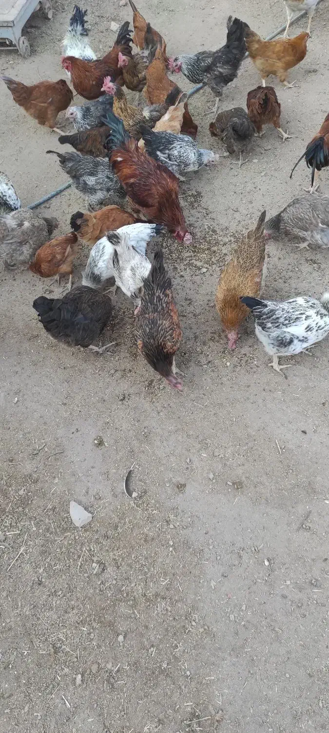 خروس محلی|حیوانات مزرعه|کنگاور, |دیوار