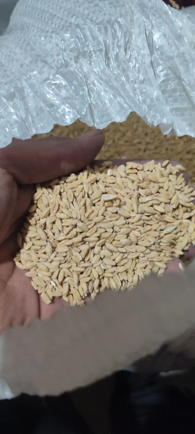 گندم|خدمات باغبانی و درختکاری|جلگه ماژان, |دیوار