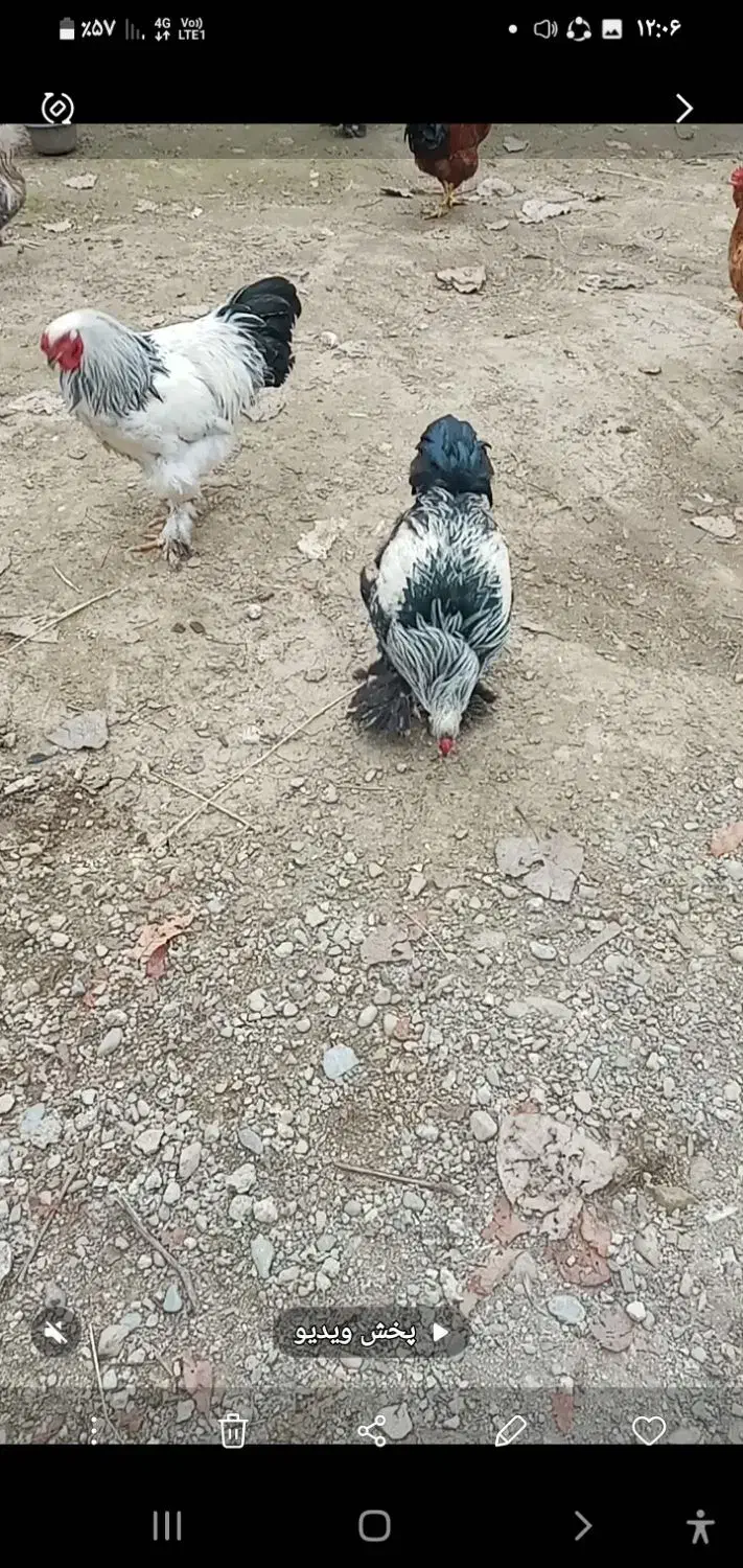 خروس لاری|حیوانات مزرعه|ماکلوان, |دیوار