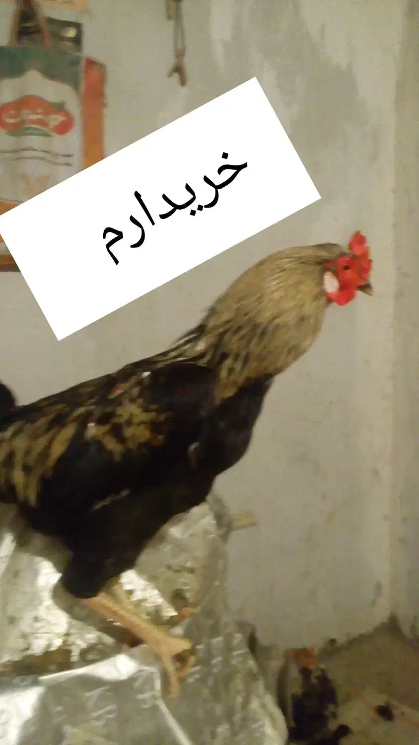 خروس محلی رو عکس بخونین|حیوانات مزرعه|صحنه, |دیوار