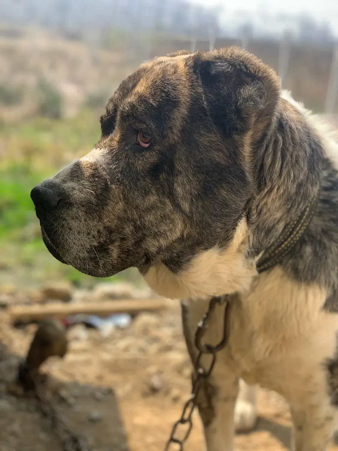 واگذاری سگ خراسانی|سگ|شفت, |دیوار