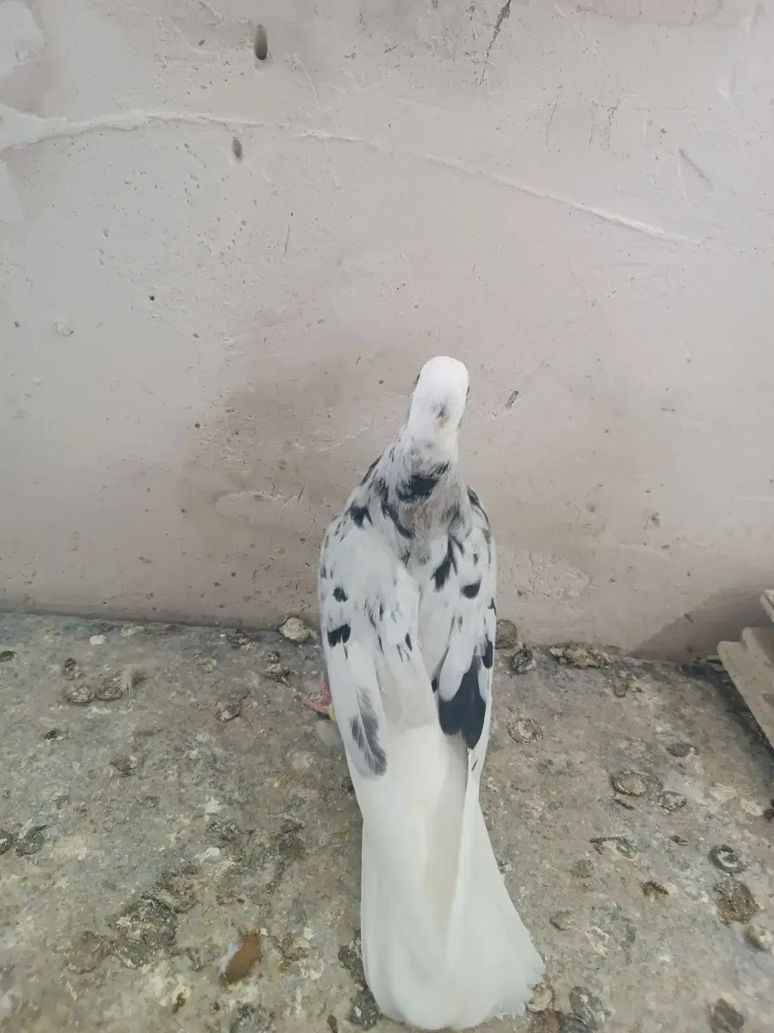 کفترسرور|پرنده|نهاوند, |دیوار