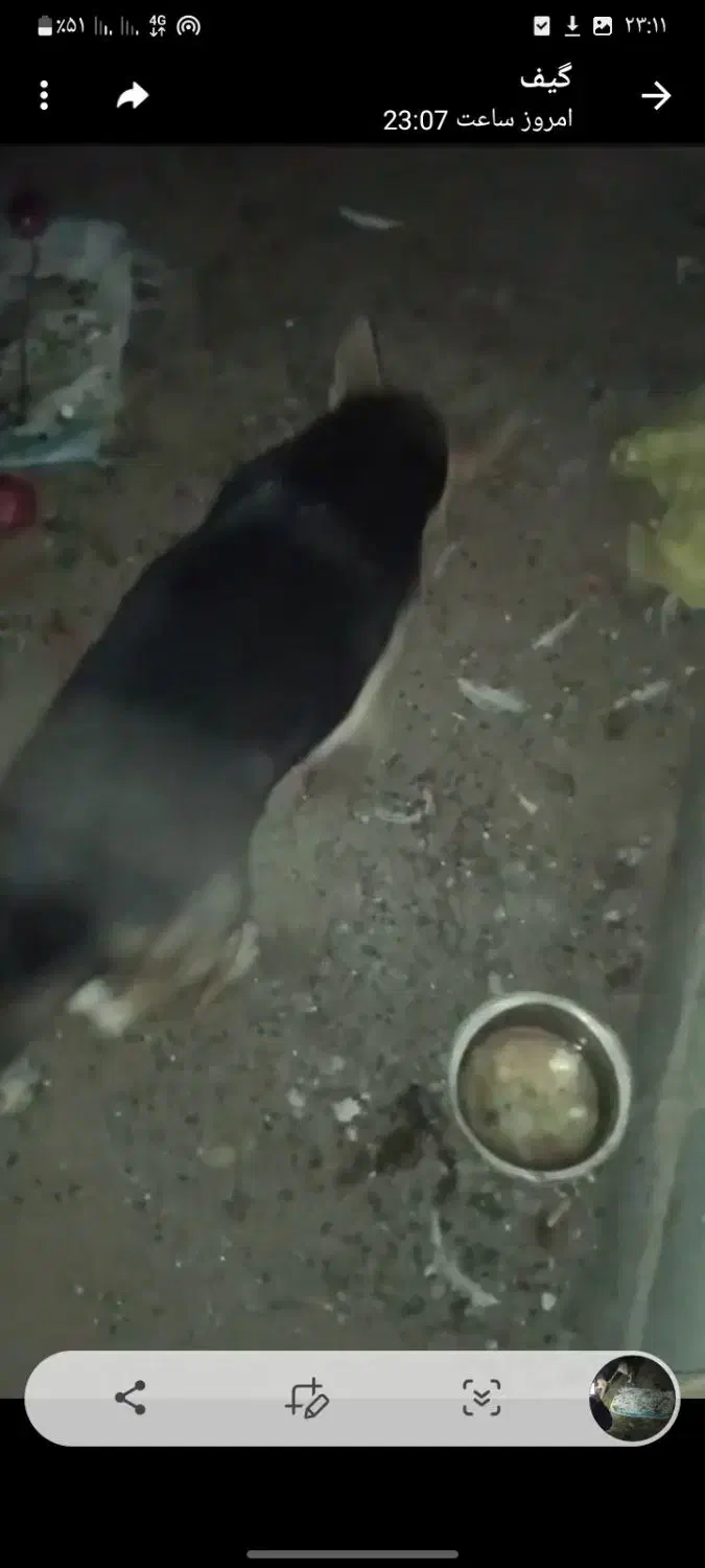 سگ.|سگ|بیرجند, |دیوار