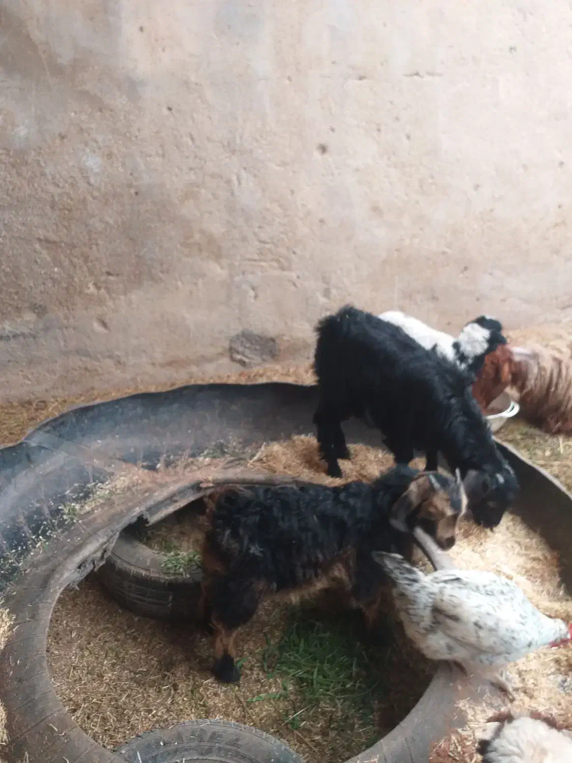 بز‌ماده|حیوانات مزرعه|شادگان, |دیوار