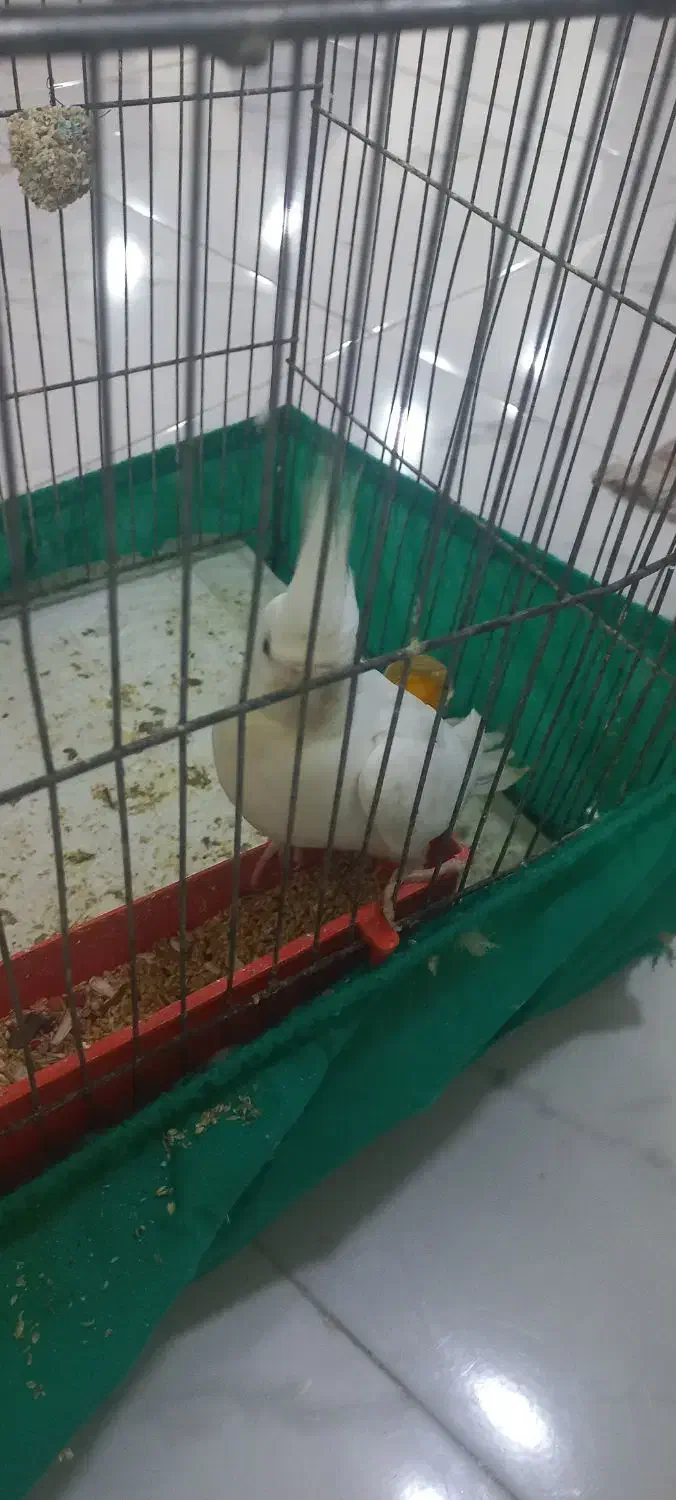 عروس هلندی|پرنده|مسجد سلیمان, |دیوار