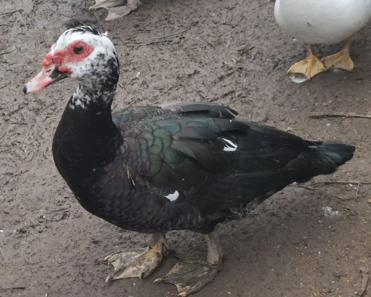 یک جفت اردک اسرائیلی بالغ|حیوانات مزرعه|لاهیجان, بازکیاگوراب|دیوار