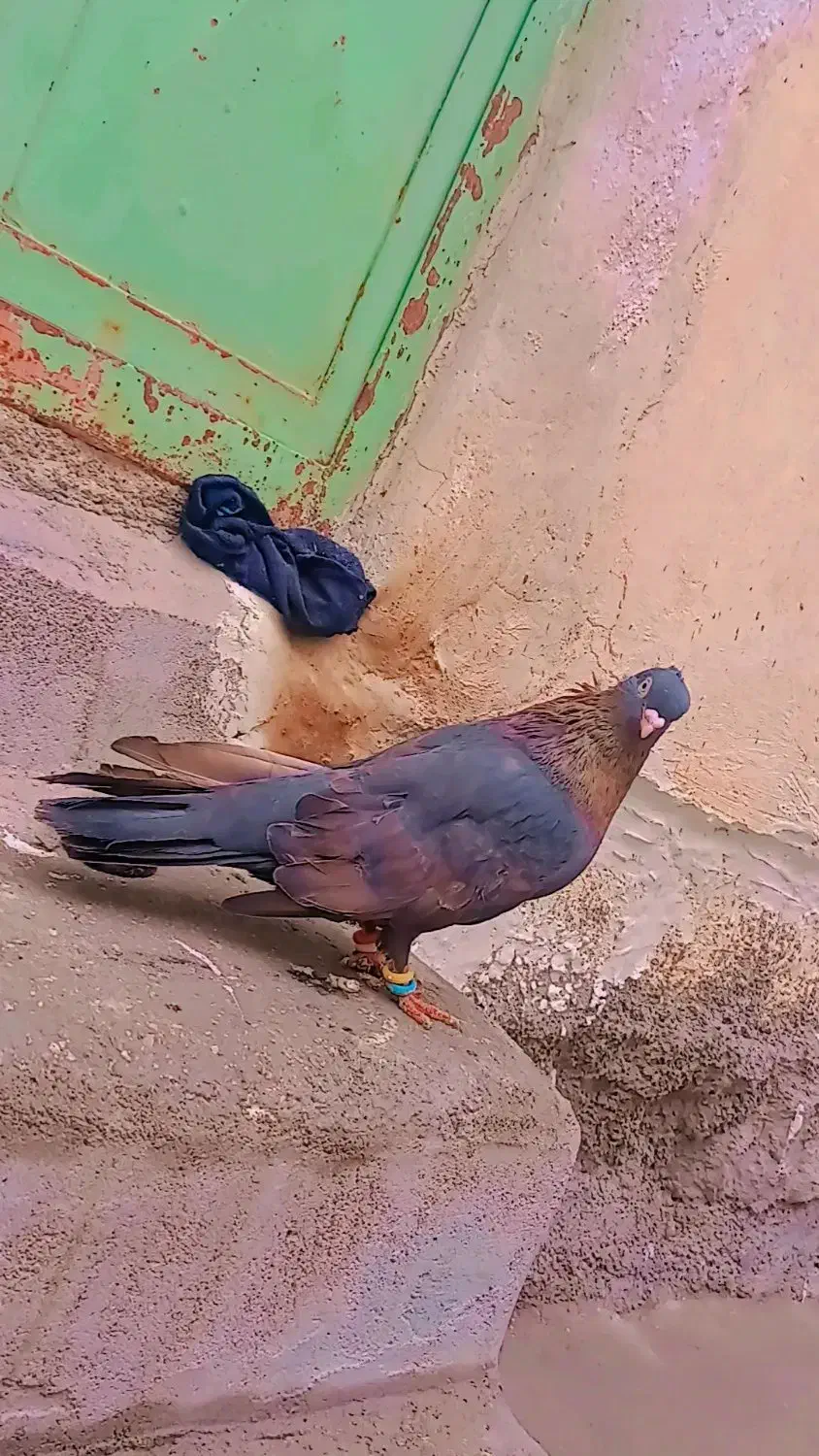 کبوتر|پرنده|اردل, |دیوار