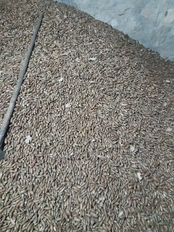 بلوط خوراکی|لوازم جانبی حیوانات|لوداب, |دیوار