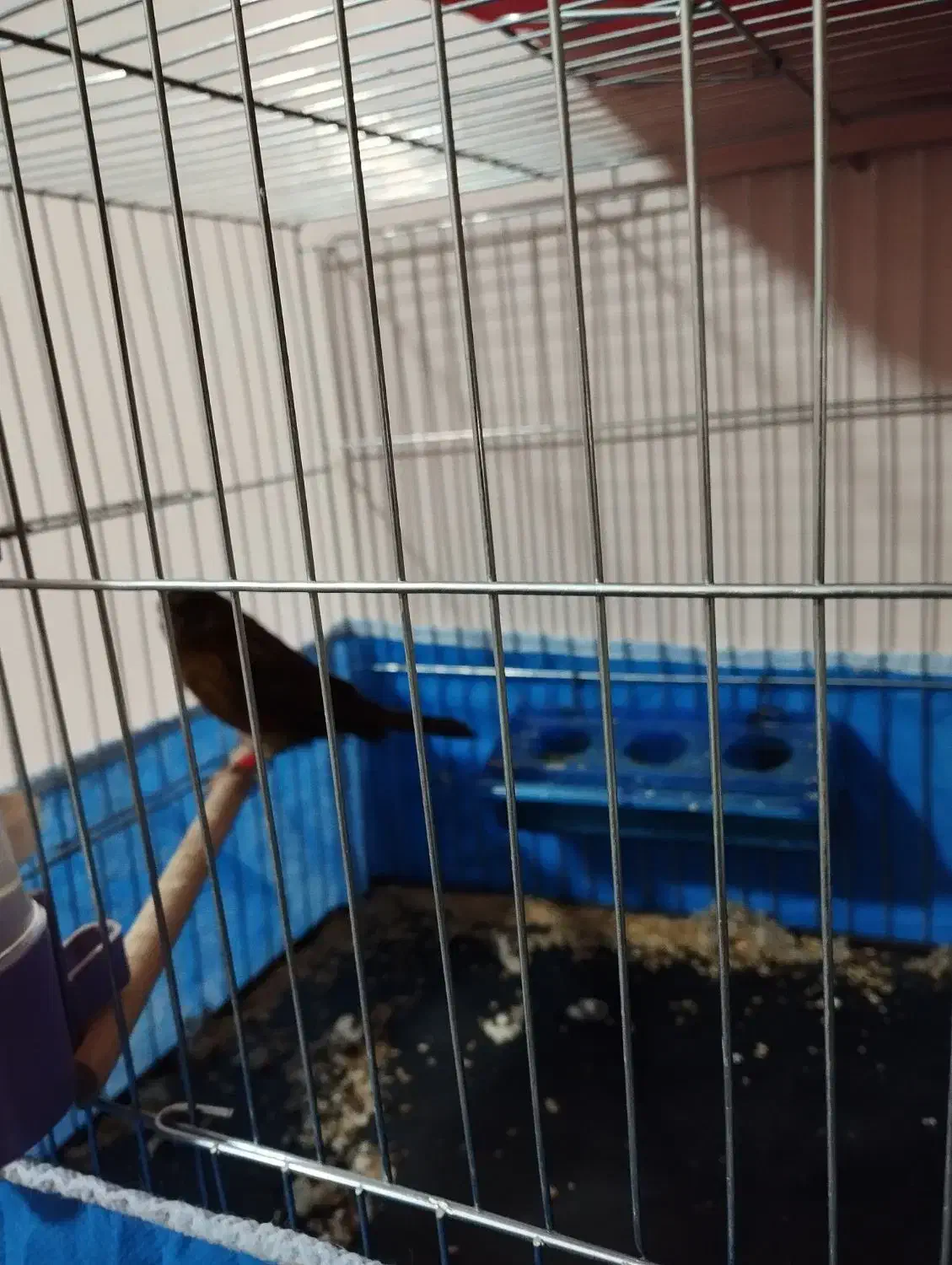 نرماده سوخته سیاه|پرنده|برخوار, |دیوار