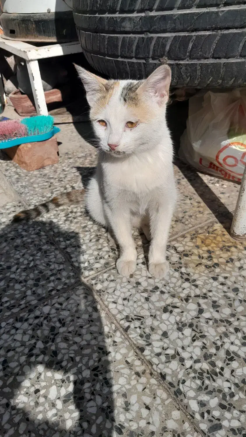 گربه بازیگوش|گربه|رفسنجان, |دیوار