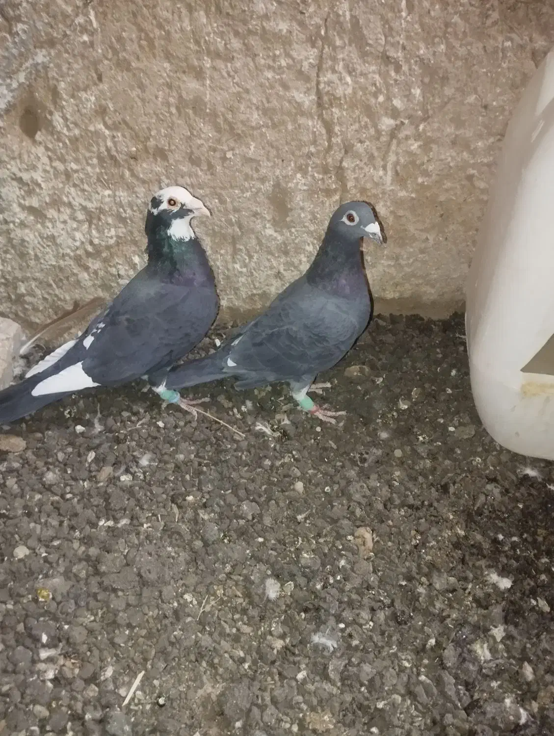 کبوتر|پرنده|یزد, |دیوار