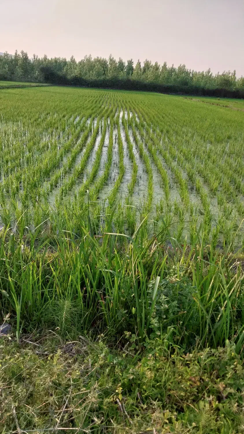 مزرعه فروشی قیمت مناسب|فروش دفتر صنعتی، کشاورزی، تجاری|شاندرمن, |دیوار